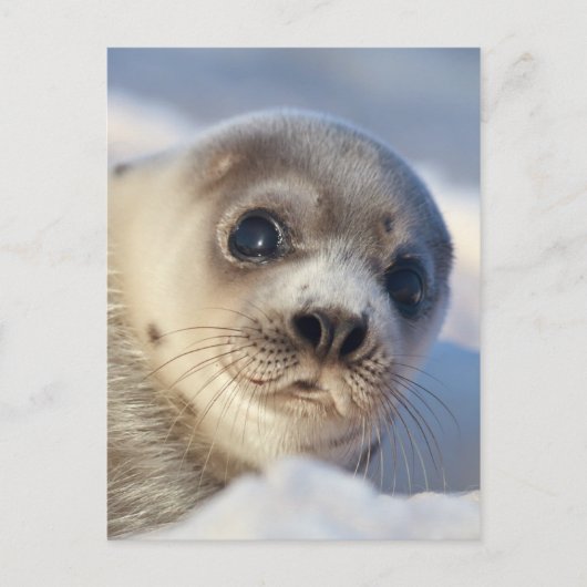 Young Harp Seal Briefkaart (Voorkant)