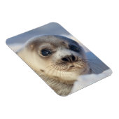 Young Harp Seal Magneet (Rechterzijde)