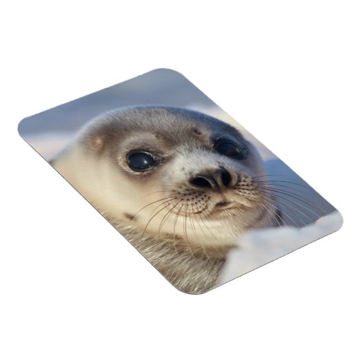 Young Harp Seal Magneet (Rechterzijde)