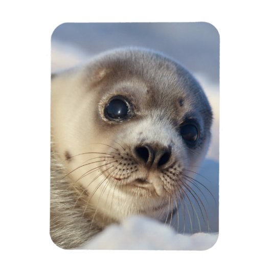 Young Harp Seal Magneet (Verticaal)