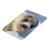 Young Harp Seal Magneet (Linkerzijde)