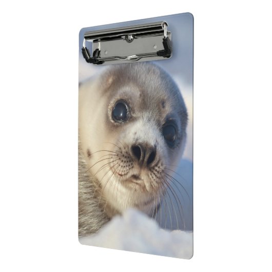 Young Harp Seal Mini Klembord (Angled2)