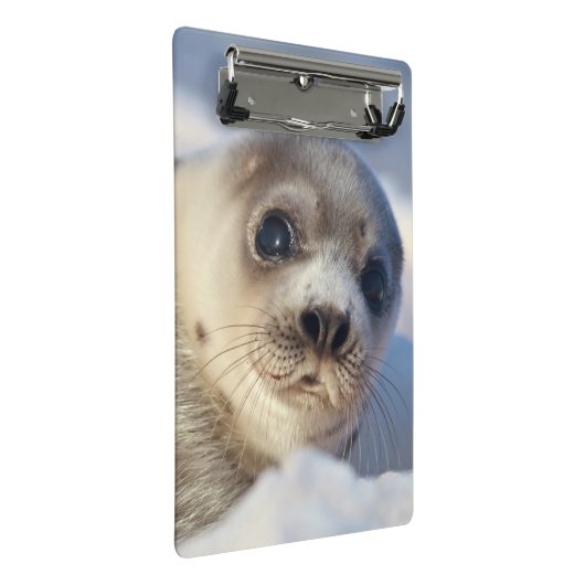 Young Harp Seal Mini Klembord (Schuin)