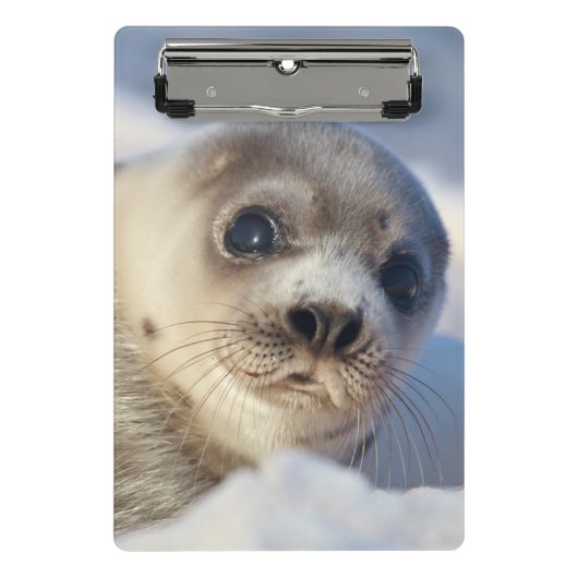 Young Harp Seal Mini Klembord (Voorkant)