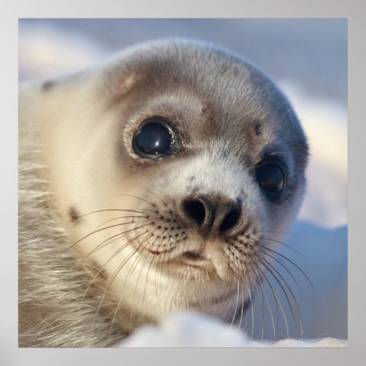 Young Harp Seal Poster (Voorkant)
