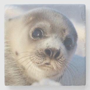 Young Harp Seal Stenen Onderzetter