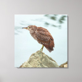 Young Heron Canvas Afdruk