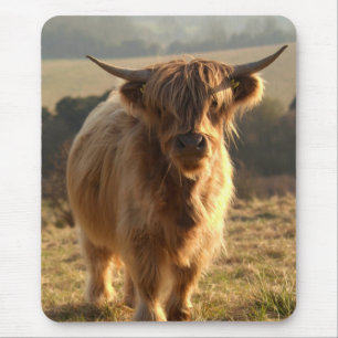 Young Highland Cow Muismat