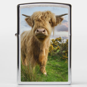 Young Highland Koe