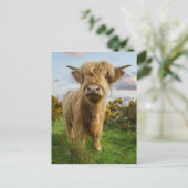 Young Highland Koe Briefkaart (Staand voorkant)
