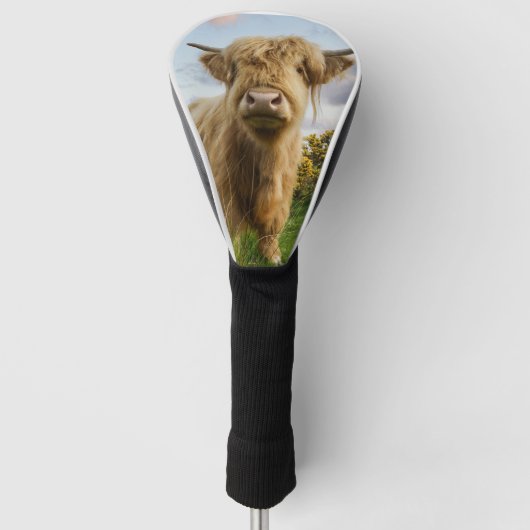 Young Highland Koe Golfheadcover (Voorkant)