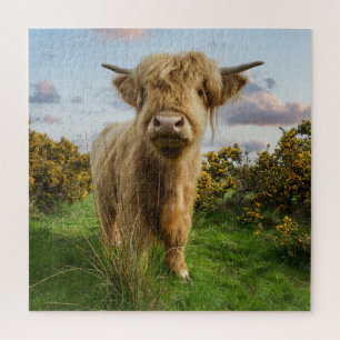 Young Highland Koe Legpuzzel