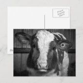 Young Holstein Dairy Bull Calf in Black and White Briefkaart (Voorkant / Achterkant)