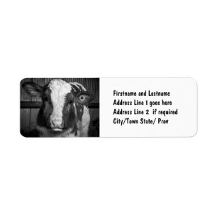 Young Holstein Dairy Bull Calf in Black and White Etiket
