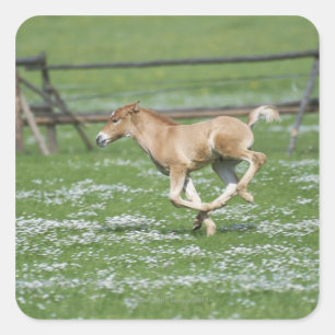 Young Horse Running Vierkante Sticker