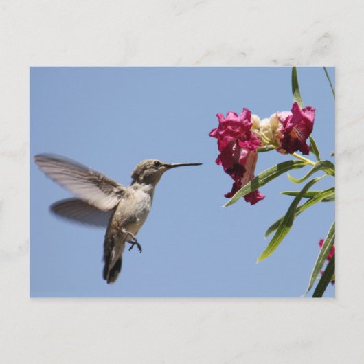 Young Hummingbird Briefkaart (Voorkant)