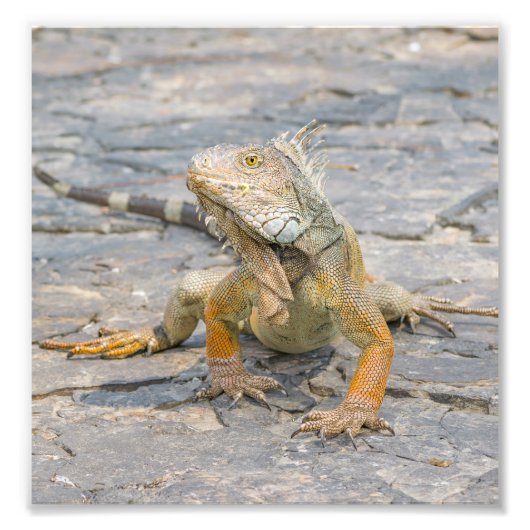 Young Iguana Foto Afdruk (Voorkant)