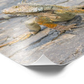 Young Iguana Foto Afdruk (Hoek)