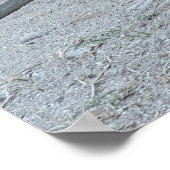 Young Komodo Dragon Poster (Hoek)