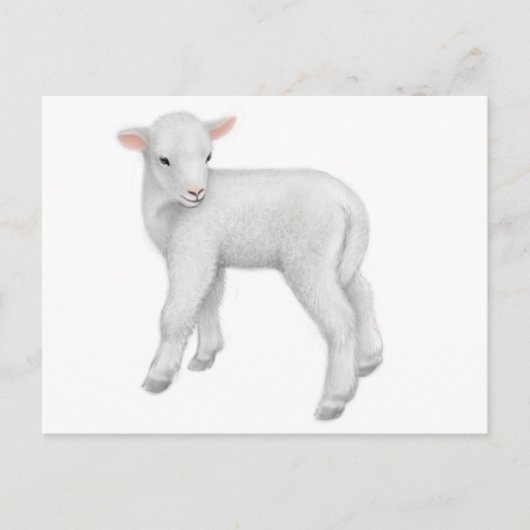Young Lamb Briefkaart (Voorkant)
