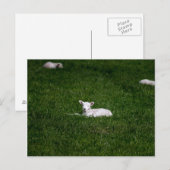 Young Lamb Briefkaart (Voorkant / Achterkant)