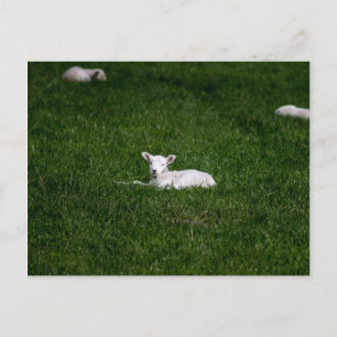 Young Lamb Briefkaart