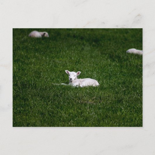 Young Lamb Briefkaart (Voorkant)