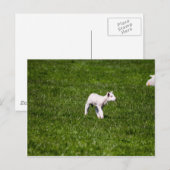 Young Lamb Briefkaart (Voorkant / Achterkant)