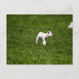 Young Lamb Briefkaart