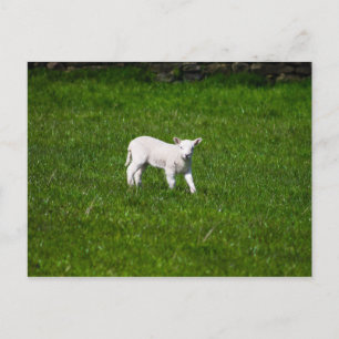 Young Lamb in Yorkshire Dales Briefkaart