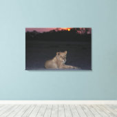 Young Lion bij Sunrise Canvas Afdruk (Insitu (Houten vloer))