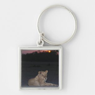 Young Lion bij Sunrise Sleutelhanger
