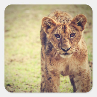 Young Lion Cub Foto Vierkante Sticker