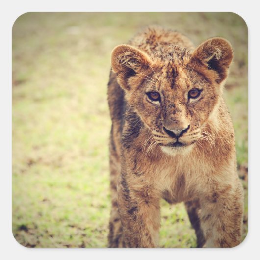 Young Lion Cub Foto Vierkante Sticker (Voorkant)