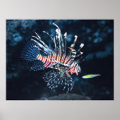 Young Lionfish Poster (Voorkant)