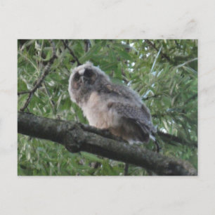 Young Long-eared Owl DIY Briefkaart