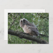 Young Long-eared Owl DIY Briefkaart (Voorkant / Achterkant)