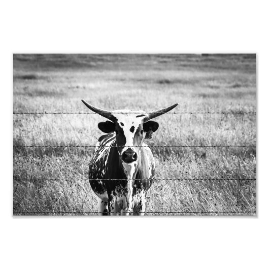 Young Longhorn Foto Afdruk (Voorkant)