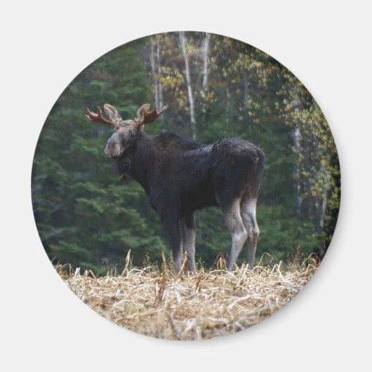 Young Magneet (Voorkant)