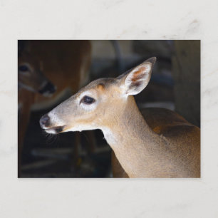 Young Male Key Deer, Florida Briefkaart