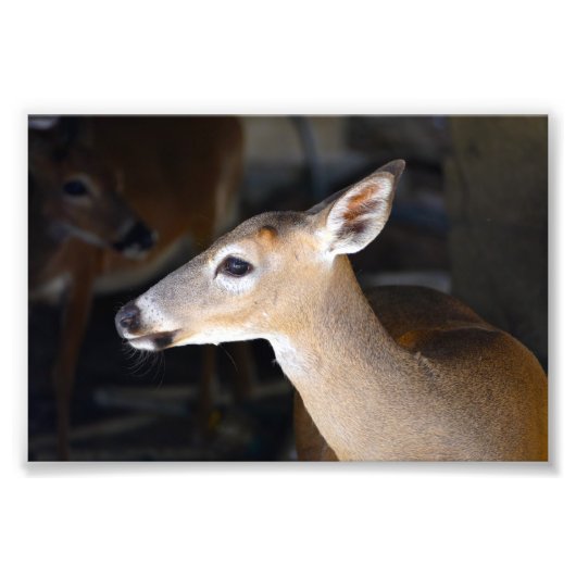 Young Male Key Deer, Florida Foto Afdruk (Voorkant)