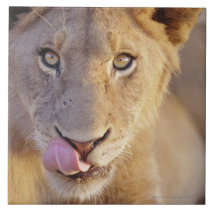 Young Male Lion Tegeltje