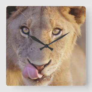 Young Male Lion Vierkante Klok