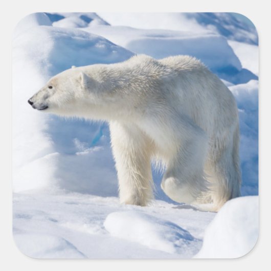 Young Male Polar Beer Vierkante Sticker (Voorkant)