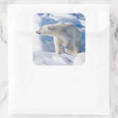 Young Male Polar Beer Vierkante Sticker (Tas)
