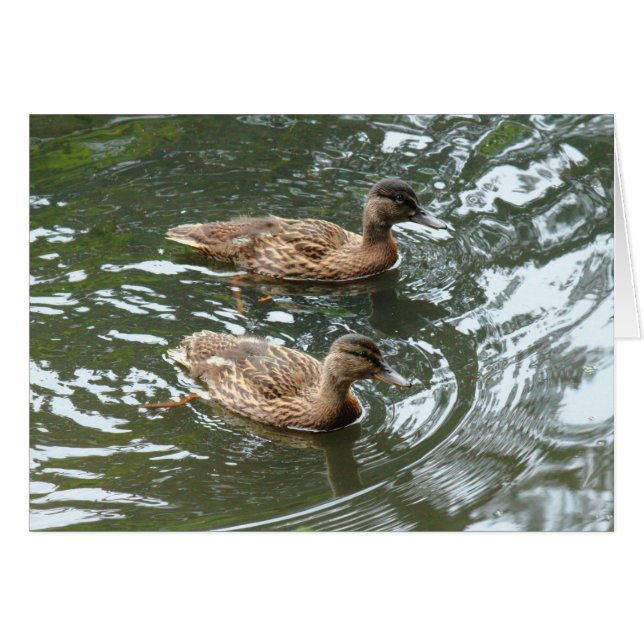 Young Mallard Ducks (Devant horizontal)