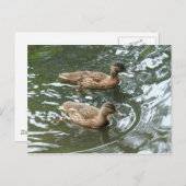 Young Mallard Ducks Briefkaart (Voorkant / Achterkant)