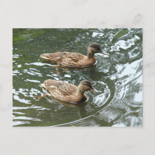 Young Mallard Ducks Briefkaart