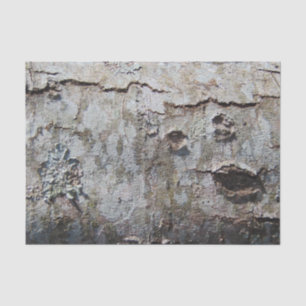 Young Maple Tree Bark 0041 Tissuepapier