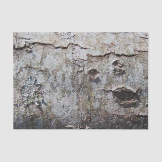 Young Maple Tree Bark 0041 Tissuepapier (Voorkant)